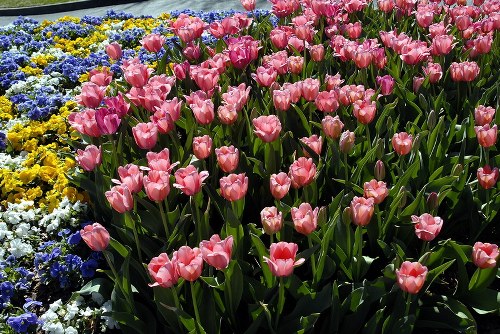 Beautiful fresh flowers arranged in a vibrant bouquet