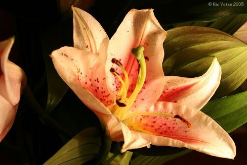 Beautiful bouquet of mixed flowers arranged elegantly