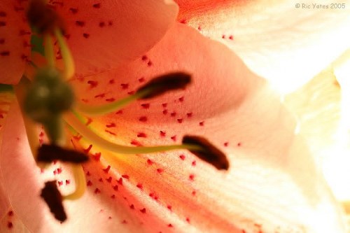 Variety of vibrant seasonal flowers displayed