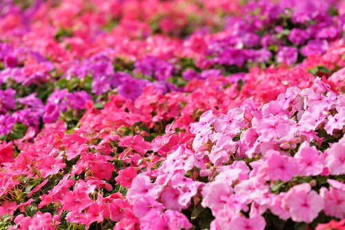 Fresh bouquet of mixed flowers arranged elegantly