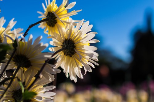 Seasonal flowers arranged elegantly for delivery