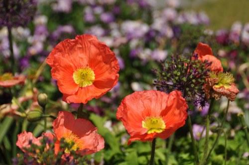 Variety of seasonal flowers available for delivery in West Ham