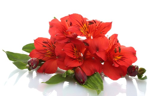 Florist arranging fresh flowers for delivery