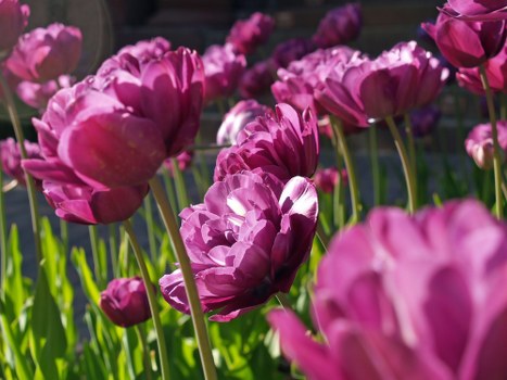 Local flower delivery extending to nearby Norbury areas