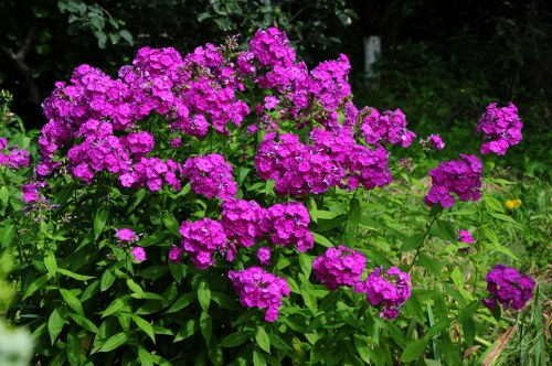 Delivery of vibrant flowers to homes in nearby areas of Winchmore Hill