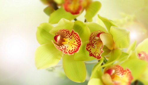 Flowers being carefully packaged for delivery