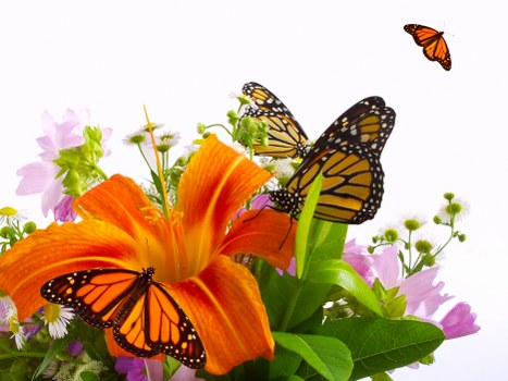 Variety of colorful blooms in a vase