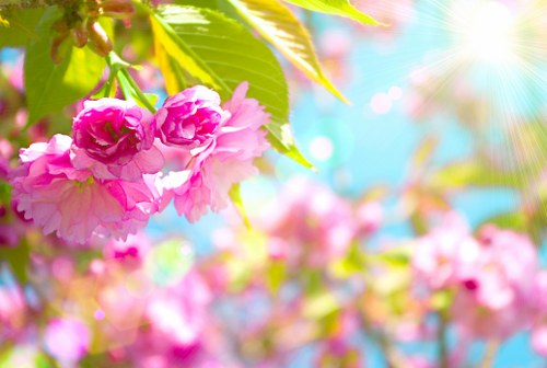 Same-day flower delivery service in Tottenham Green