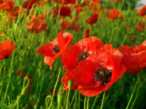 Eco-friendly flower arrangements being prepared