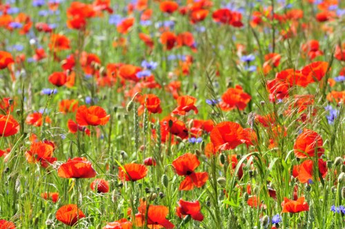 Ordering process for flower delivery in West Norwood