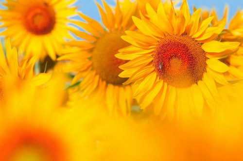 Eco-friendly packaging for flower delivery