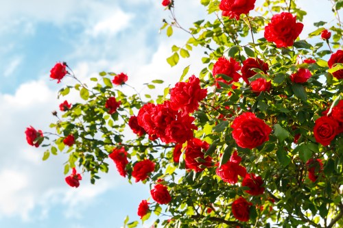 Eco-friendly flower packaging in Elm Park