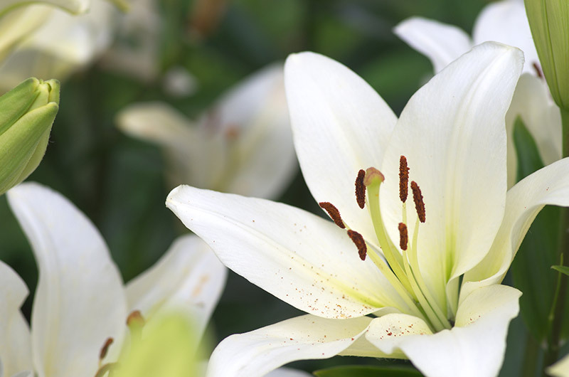 Prolong the Life of Your Poinsettias with These Simple Tips